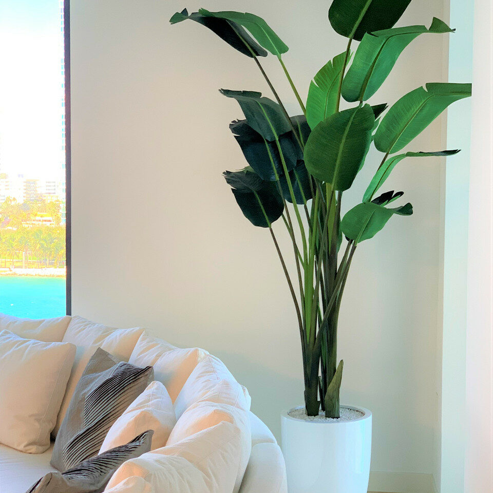 2.7 m Bird of Paradise Plant with Ben Planter in Glossy White – The Ever Botanic