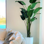 2.74 m Bird of Paradise with Ben Pot in Glossy White – The Ever Botanic
