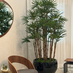 Black Terragona Pot with Lady Palm – The Ever Botanic