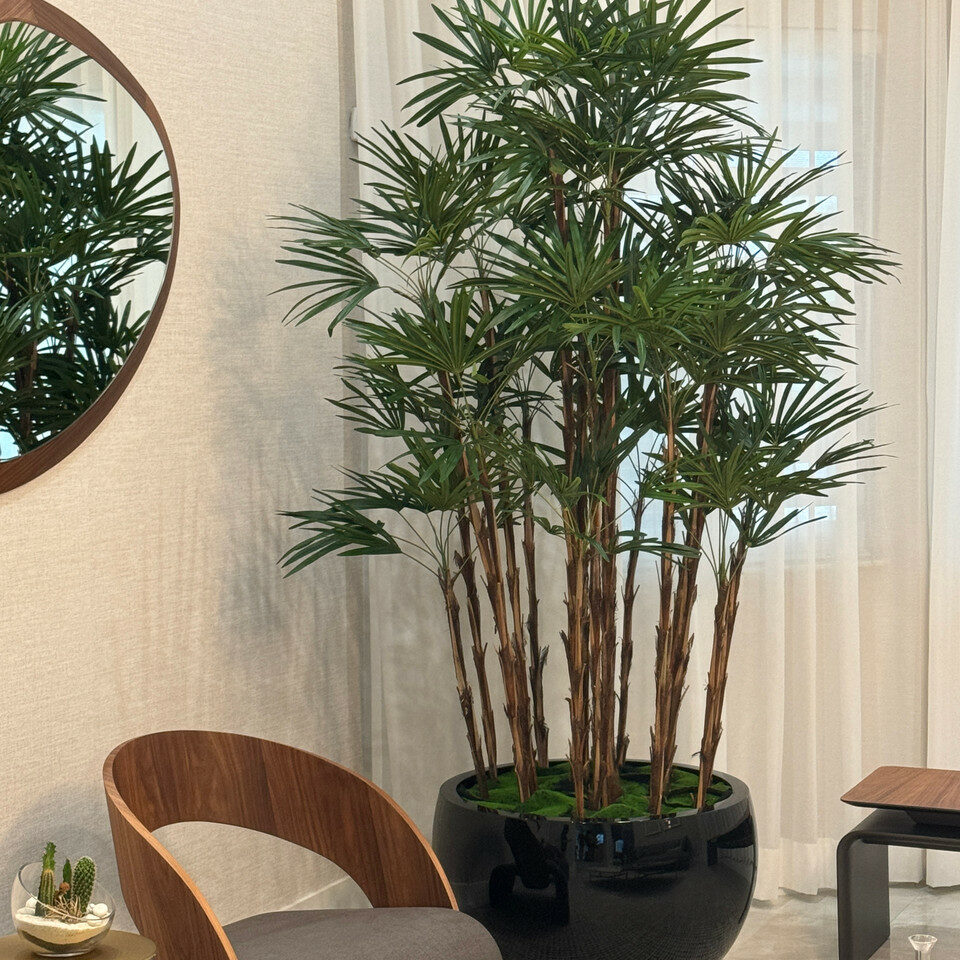 Black Terragona Pot with Lady Palm – The Ever Botanic