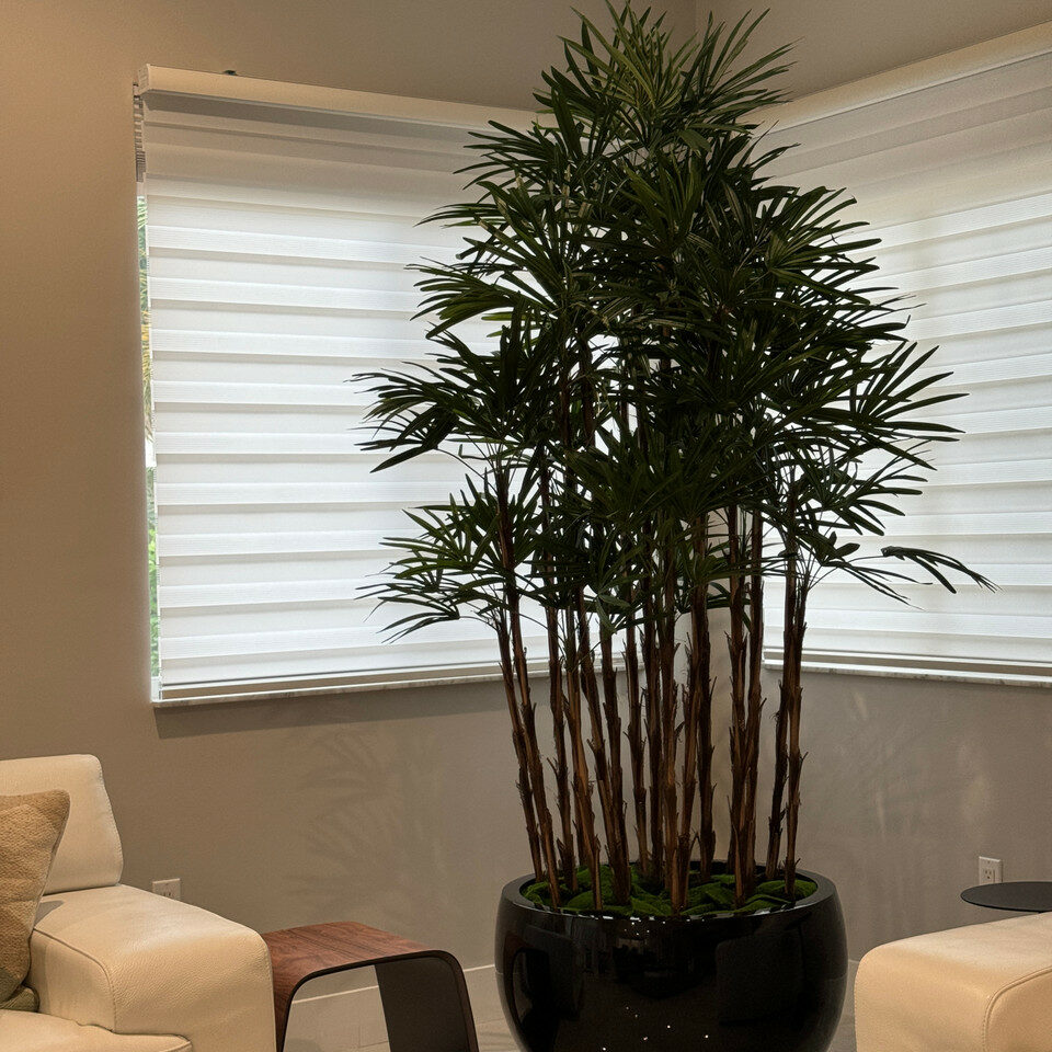 Black Terragona Pot with Lady Palm – The Ever Botanic