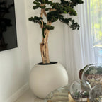Bonsai Tree in Globe-Shaped Planter – 180 cm, Satin Beige – The Ever Botanic