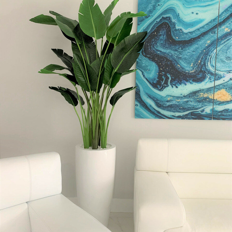 2.1 m Bird of Paradise Plant with Dax L Pot – The Ever Botanic