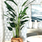 Large Teak Root Vase with Large Bird of Paradise – The Ever Botanic