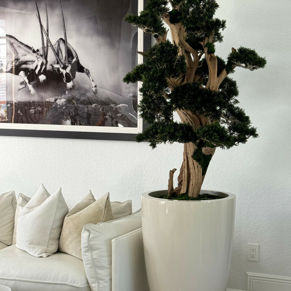 Large Bonsai in Brannan Planter – The Ever Botanic