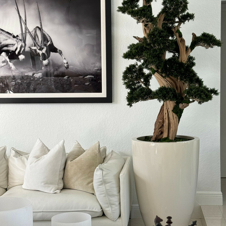 Large Bonsai in Brannan Planter – The Ever Botanic