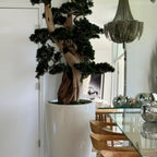 Large Bonsai in Brannan Pot – The Ever Botanic