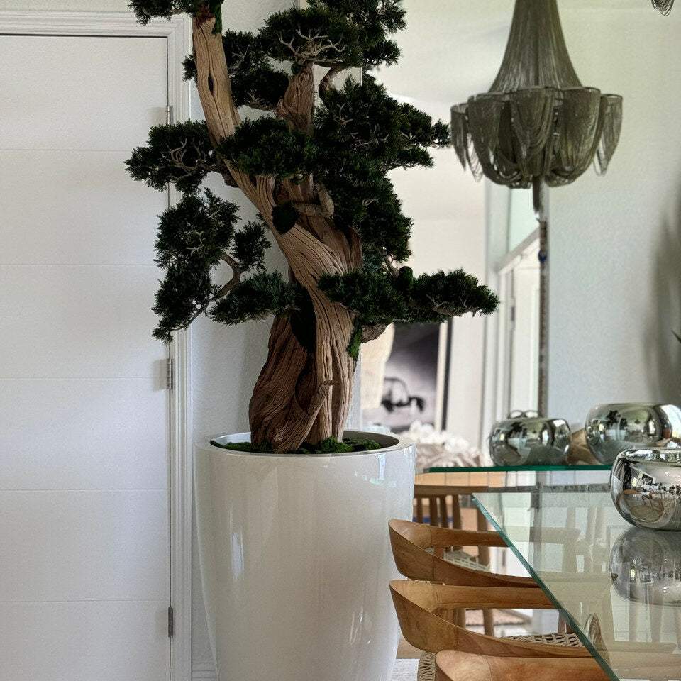 Large Bonsai in Brannan Pot – The Ever Botanic