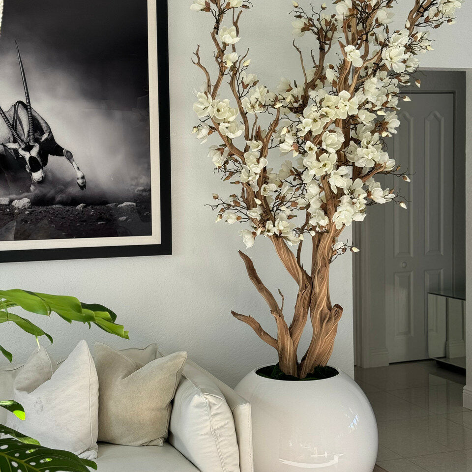 White Magnolia Tree in 126 cm Shiny White Globe Pot – The Ever Botanic