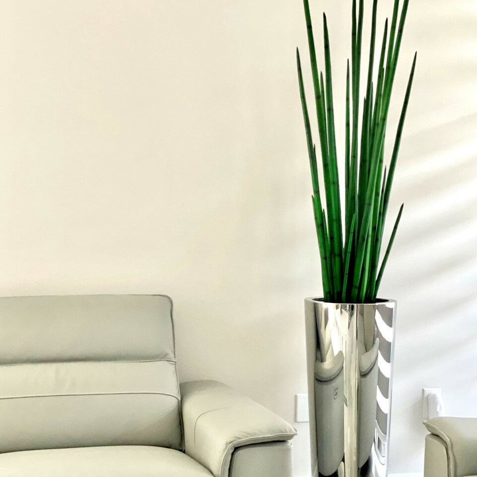 Large, Polished Stainless Steel Pot with Large Snake Grass Plant – The Ever Botanic