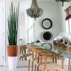 Snake grass (160 cm) with white Lux pot – The Ever Botanic