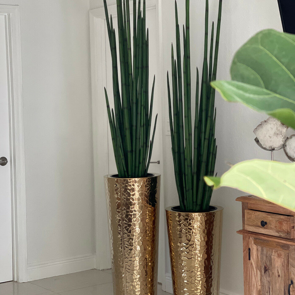 Gold Stainless Steel Cone Vase with Large Snake Grass Plant – The Ever Botanic