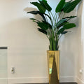 Golden Prism Planter with Bird of Paradise Plant (2.1 m) – The Ever Botanic