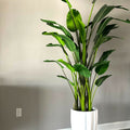 Bird of Paradise Plant (2.7 m) in Glossy White Alicante Planter – The Ever Botanic