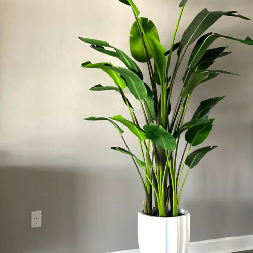 Bird of Paradise Plant (2.7 m) in Glossy White Alicante Planter – The Ever Botanic