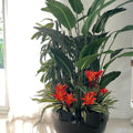Tropical Plant Arrangement in Black Terragona Pot – The Ever Botanic