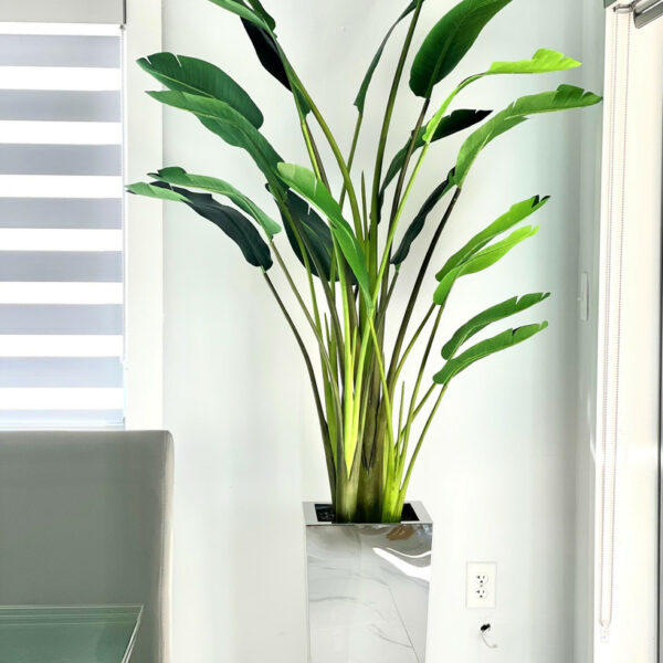 Bird of Paradise Plant (2.1 m) in Stainless Steel Cube Vase – Size M – The Ever Botanic