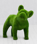 French Bulldog Topiary – The Ever Botanic