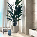 Santa Bárbara Beige Matte Planter with Bird of Paradise – The Ever Botanic